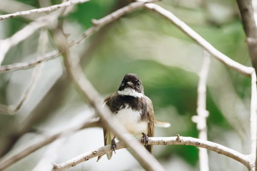 Bird (Malaysian Pied Fantail, Rhipidura javanica) black and white color perched on a tree in a nature wild