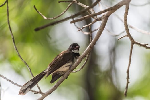 Bird (Malaysian Pied Fantail, Rhipidura javanica) black and white color perched on a tree in a nature wild