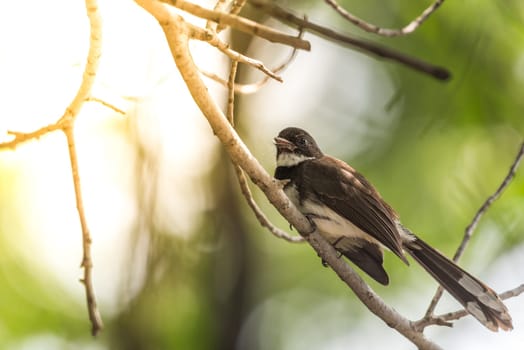 Bird (Malaysian Pied Fantail, Rhipidura javanica) black and white color perched on a tree in a nature wild