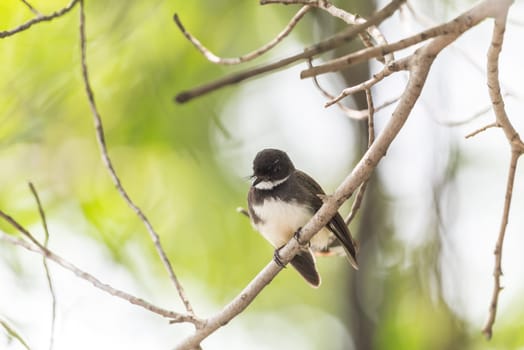 Bird (Malaysian Pied Fantail, Rhipidura javanica) black and white color perched on a tree in a nature wild