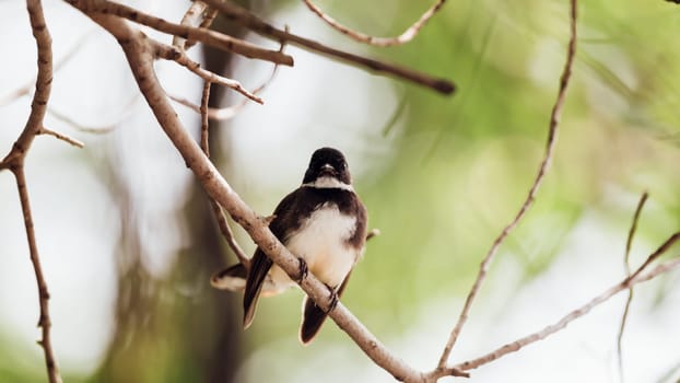 Bird (Malaysian Pied Fantail, Rhipidura javanica) black and white color perched on a tree in a nature wild