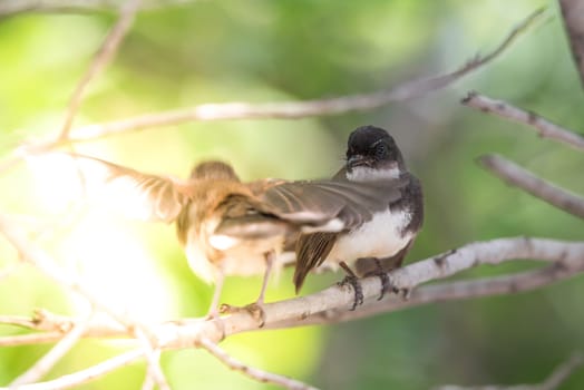 Two birds (Malaysian Pied Fantail, Rhipidura javanica) black and white color are couple, friends or brethren perched on a tree in a nature wild