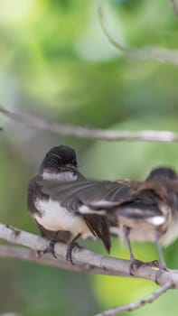 Two birds (Malaysian Pied Fantail, Rhipidura javanica) black and white color are couple, friends or brethren perched on a tree in a nature wild