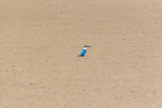 Bird (Collared kingfisher, White-collared kingfisher) blue color and white collar around the neck perched on beach in a nature mangrove wild