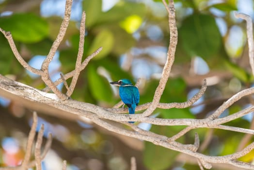 Bird (Collared kingfisher, White-collared kingfisher) blue color and white collar around the neck perched on a tree in a nature mangrove wild