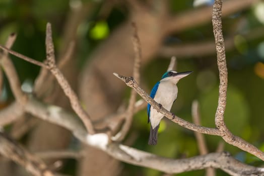 Bird (Collared kingfisher, White-collared kingfisher) blue color and white collar around the neck perched on a tree in a nature mangrove wild