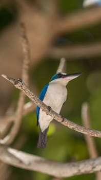 Bird (Collared kingfisher, White-collared kingfisher) blue color and white collar around the neck perched on a tree in a nature mangrove wild