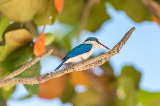 Bird (Collared kingfisher, White-collared kingfisher) blue color and white collar around the neck perched on a tree in a nature mangrove wild
