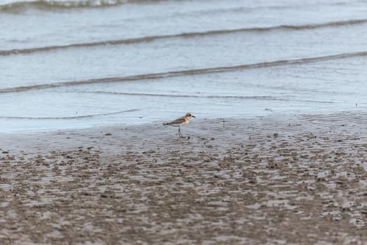Bird (Greater sand plover, Charadrius leschenaultii) is a small wader in the plover family of birds at a sea in a nature wild