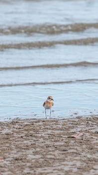 Bird (Greater sand plover, Charadrius leschenaultii) is a small wader in the plover family of birds at a sea in a nature wild