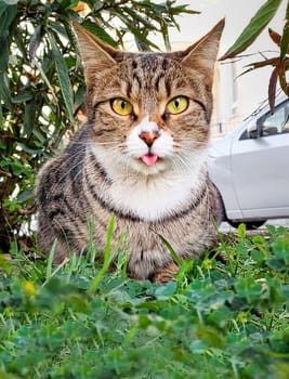 Funny cat sitting in grass with tongue sticking out, gaze is directed at camera, vertical frame.