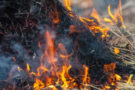 Fire and burning dry grass make a flame with smoke it danger for agriculture and environment and cause conflagration