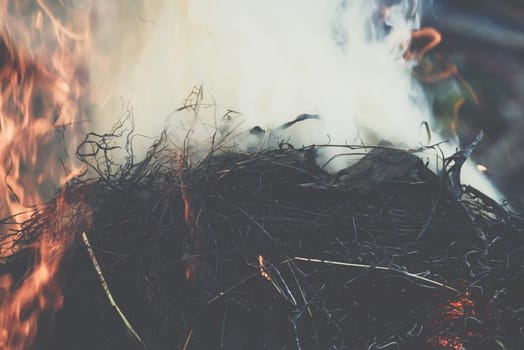 Fire and burning dry grass make a flame with smoke it danger for agriculture and environment and cause conflagration
