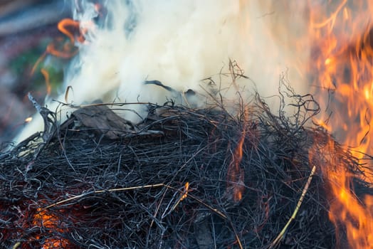 Fire and burning dry grass make a flame with smoke it danger for agriculture and environment and cause conflagration