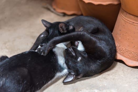 Cat baby a newborn attempt to milk sucking get a breastfeeding from mother cat with love