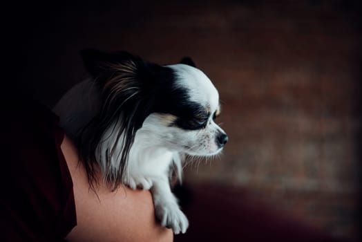 Asian woman and dog happy hugging her pat is a dog so cute chihuahua breed