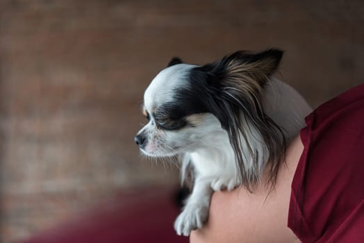 Asian woman and dog happy hugging her pat is a dog so cute chihuahua breed
