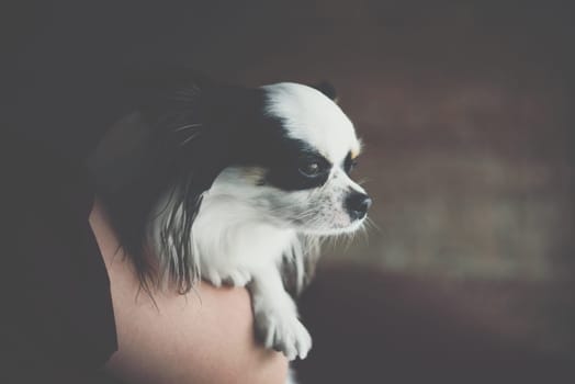Asian woman and dog happy hugging her pat is a dog so cute chihuahua breed