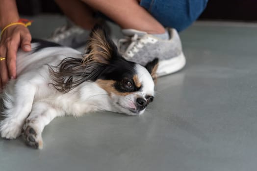 Dog so cute chihuahua breed brown and white color