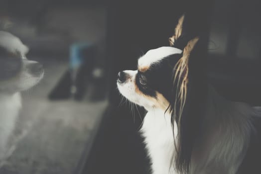 Dog so cute chihuahua breed brown and white color sitting and looking at something with interest