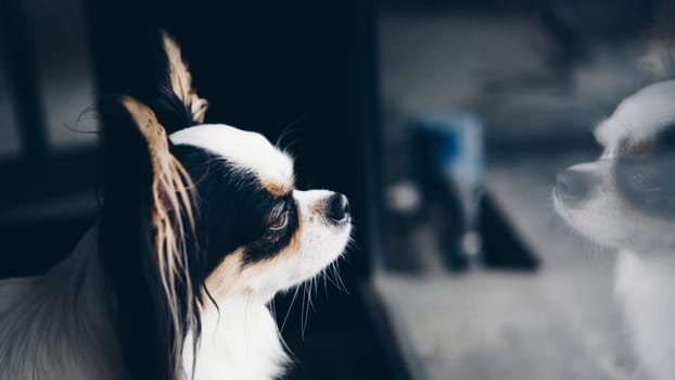Dog so cute chihuahua breed brown and white color sitting and looking at something with interest