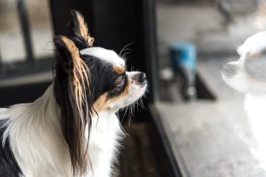 Dog so cute chihuahua breed brown and white color sitting and looking at something with interest