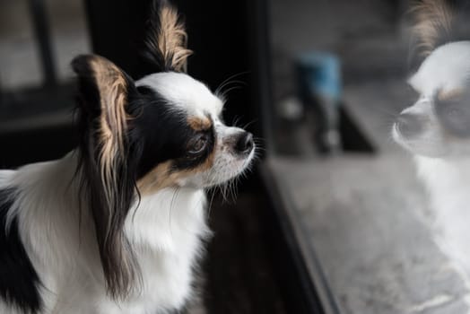 Dog so cute chihuahua breed brown and white color sitting and looking at something with interest