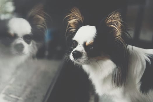 Dog so cute chihuahua breed brown and white color sitting and looking at something with interest