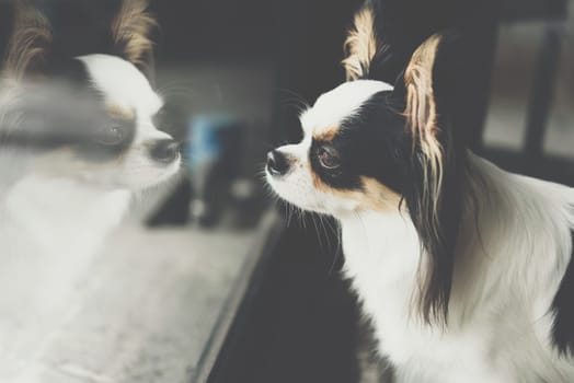 Dog so cute chihuahua breed brown and white color sitting and looking at something with interest
