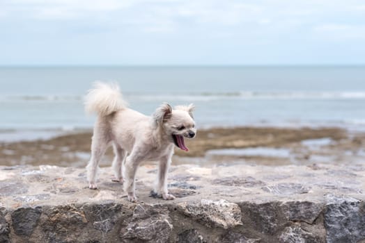 Dog so cute beige color mixed breed with Shih-Tzu, Pomeranian and Poodle on the rocky beach with happy fun when travel at place with nature beach and tropical sea with blue sky and have rock on beach