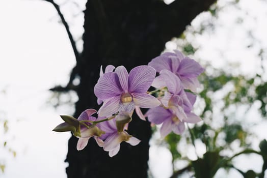 Flower (Orchidaceae or Orchid Flower) purple and white color, Naturally beautiful flowers in the garden