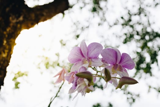Flower (Orchidaceae or Orchid Flower) purple and white color, Naturally beautiful flowers in the garden