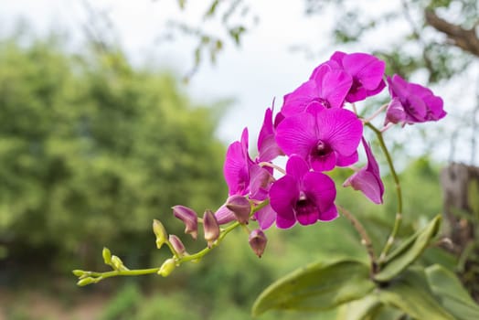 Flower (Orchidaceae or Orchid Flower) purple and pink color, Naturally beautiful flowers in the garden