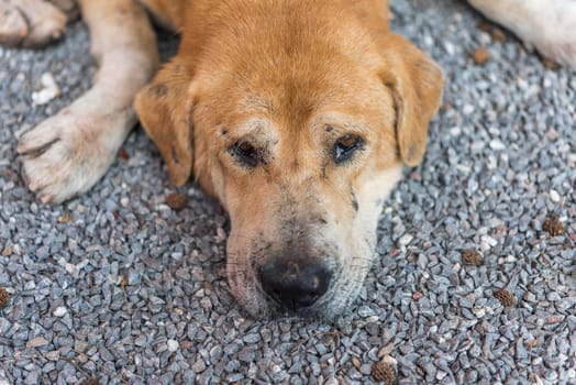 Thai brown stray dog is a animal type mammal and pet so cute sleeping on the floor and looking at something with lonely and miss