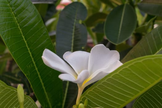 Flower (Plumeria flower) white color, Naturally beautiful flowers in the garden