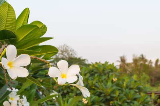 Flower (Plumeria flower) white color, Naturally beautiful flowers in the garden