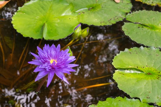 Lotus waterlily flower purple color, Naturally beautiful flowers in the garden