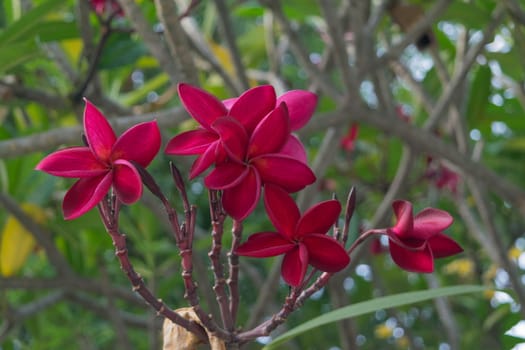 Flower (Plumeria flower) red color, Naturally beautiful flowers in the garden