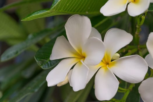 Flower (Plumeria flower) white color, Naturally beautiful flowers in the garden