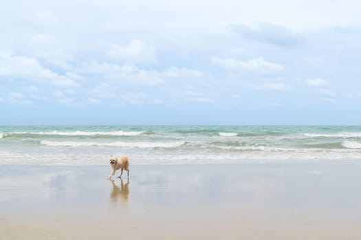 Dog so cute beige color mixed breed with Shih-Tzu, Pomeranian and Poodle  travel run on beach