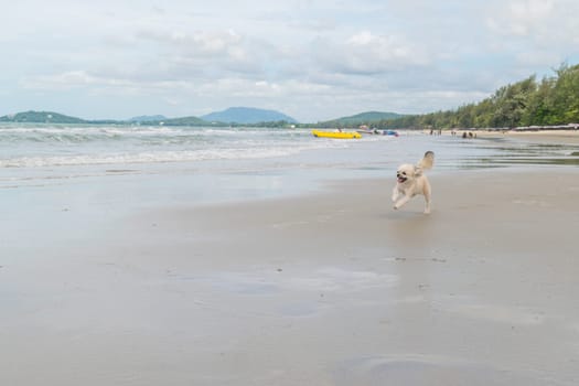 Dog so cute beige color mixed breed with Shih-Tzu, Pomeranian and Poodle  travel run on beach