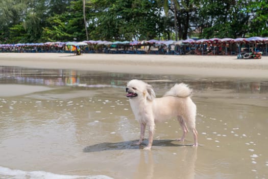 Dog so cute beige color mixed breed with Shih-Tzu, Pomeranian and Poodle  travel at beach on beach bed