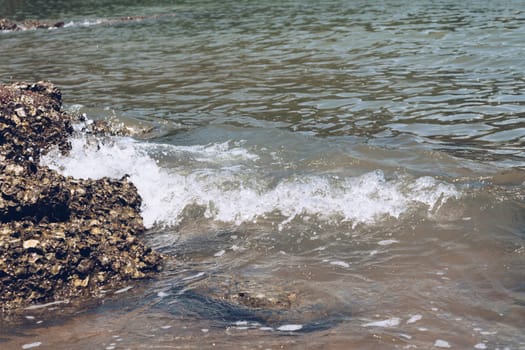 Landscape of travel place with nature at a beach and tropical sea have a reef and rock beach with oyster shell