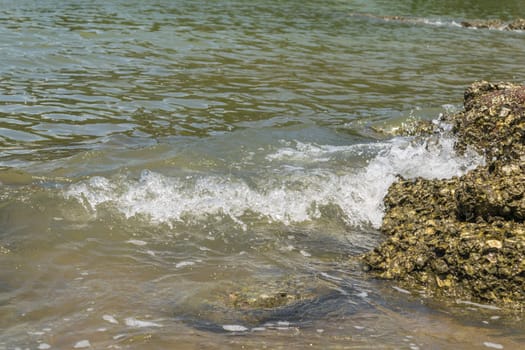 Landscape of travel place with nature at a beach and tropical sea have a reef and rock beach with oyster shell