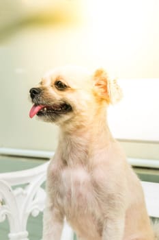 Dog so cute mixed breed with Shih-Tzu, Pomeranian and Poodle looking at something with interest when vacation travel