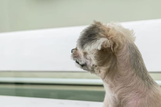 Dog so cute mixed breed with Shih-Tzu, Pomeranian and Poodle looking at something with interest when vacation travel