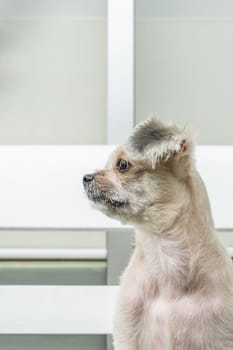 Dog so cute mixed breed with Shih-Tzu, Pomeranian and Poodle looking at something with interest when vacation travel