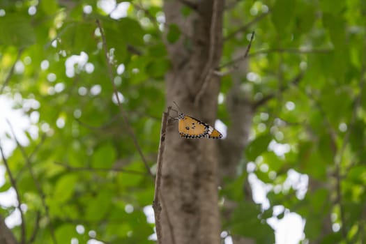 Orange butterfly on the tree with defocused bokeh sun lights in background