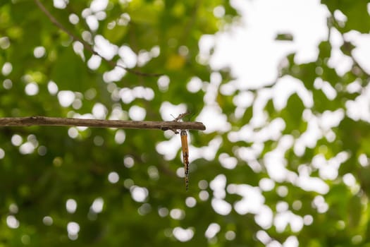 Orange butterfly on the tree with defocused bokeh sun lights in background