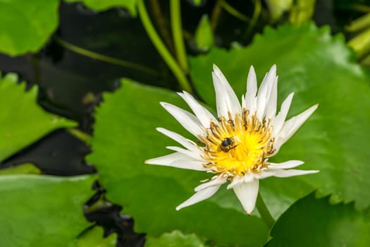 Lotus flower (Lotus, Water-lily, Tropical water-lily or Nymphaea nouchali) white and yellow color, Naturally beautiful flowers in the garden